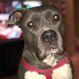 Meet your Posher, Morgan